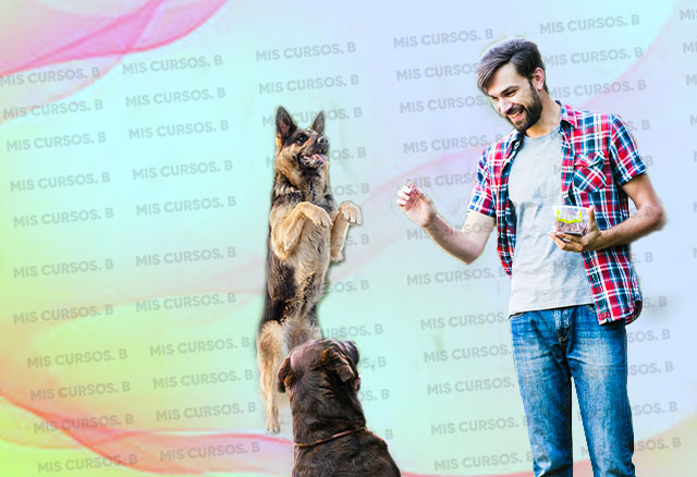 entrenamiento-para-perros-de-hogar_64254689bc99e